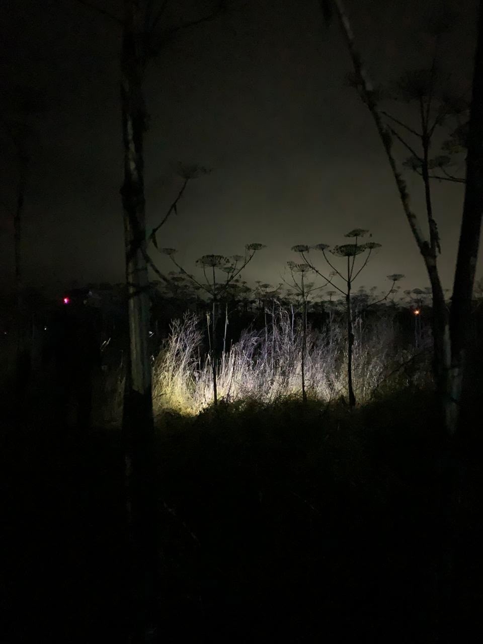 Пенсионерку, которая заблудилась в лесу Тверской области, спасли собаки