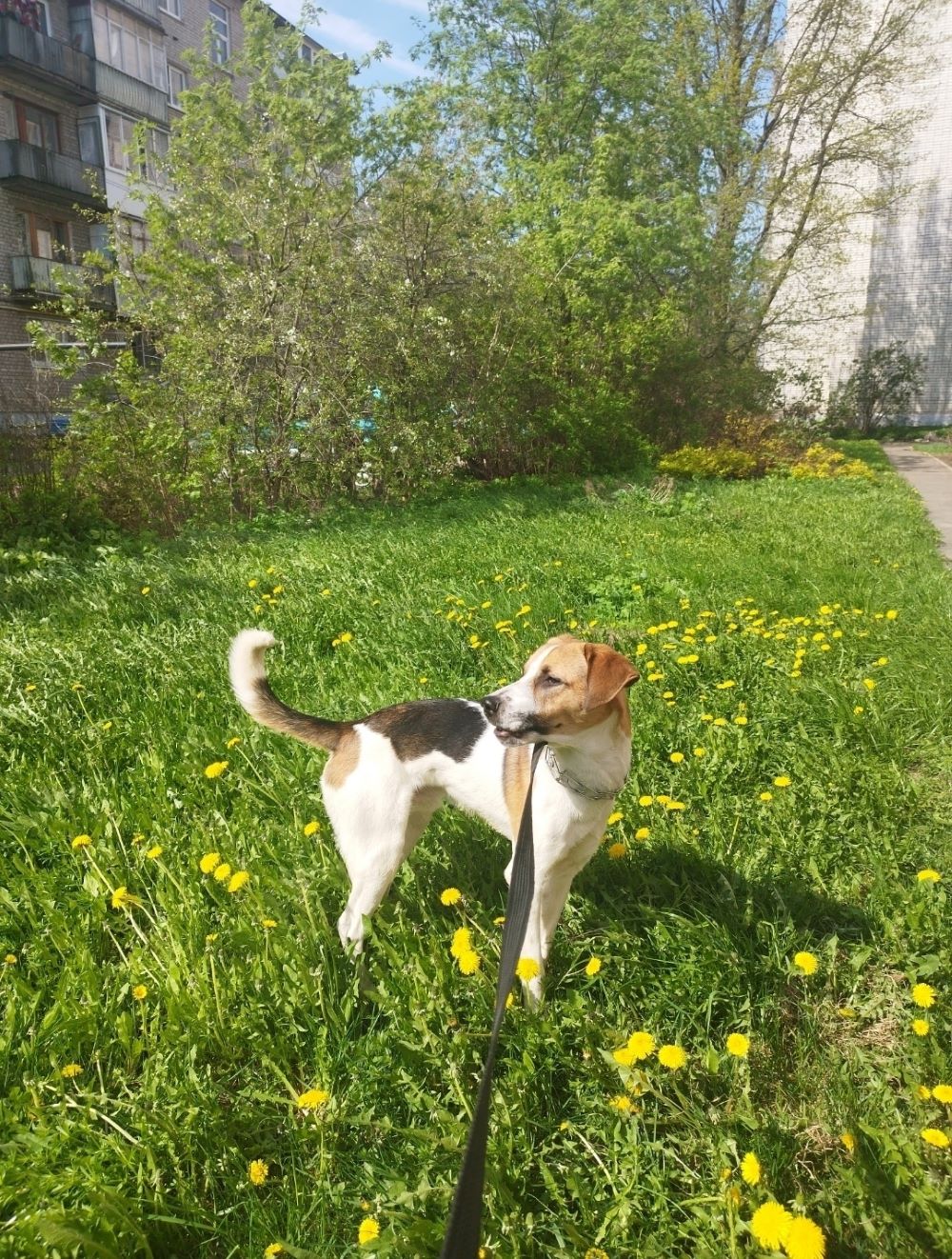 Жительница Тверской области срочно ищет дом для своей собаки