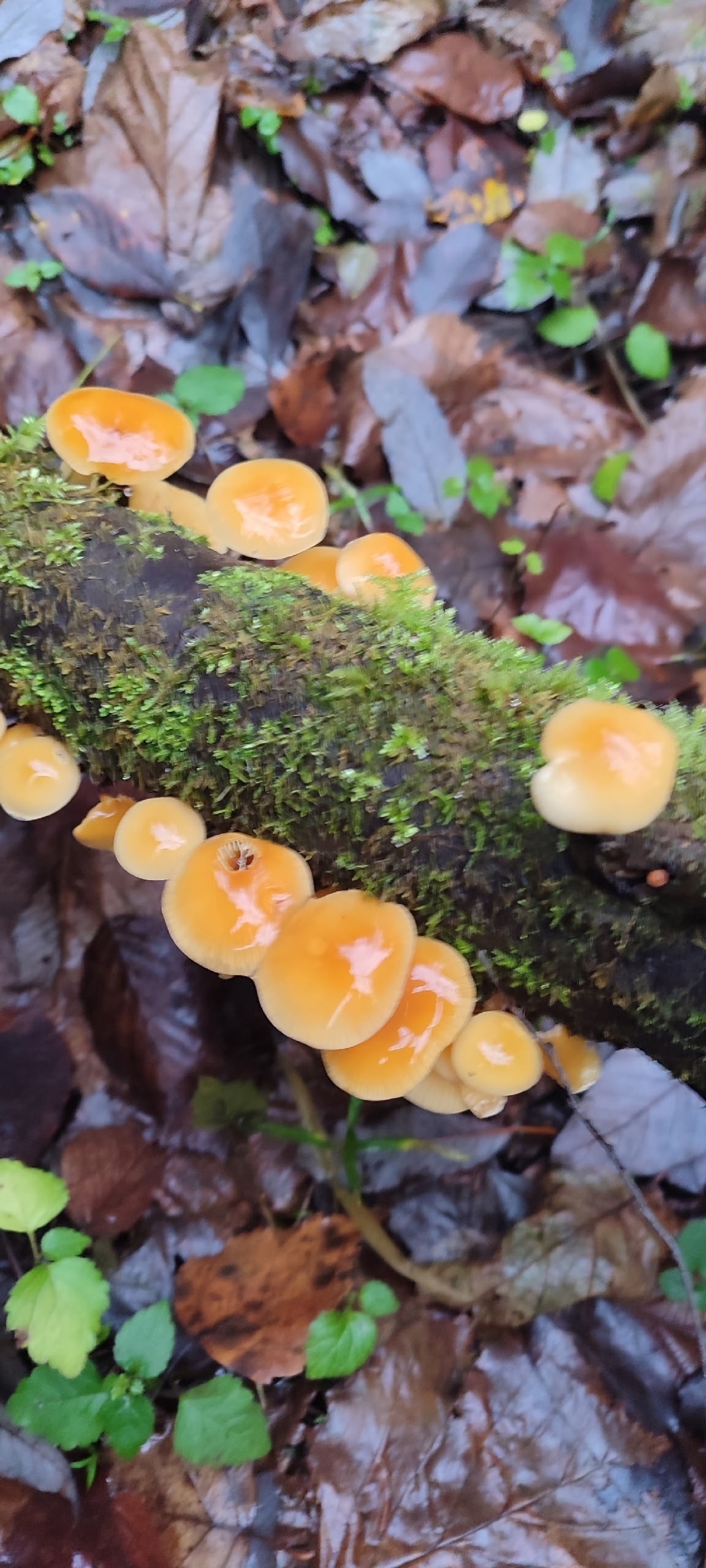 Пенсионерку, которая заблудилась в лесу Тверской области, спасли собаки