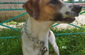 Жительница Тверской области срочно ищет дом для своей собаки собаки