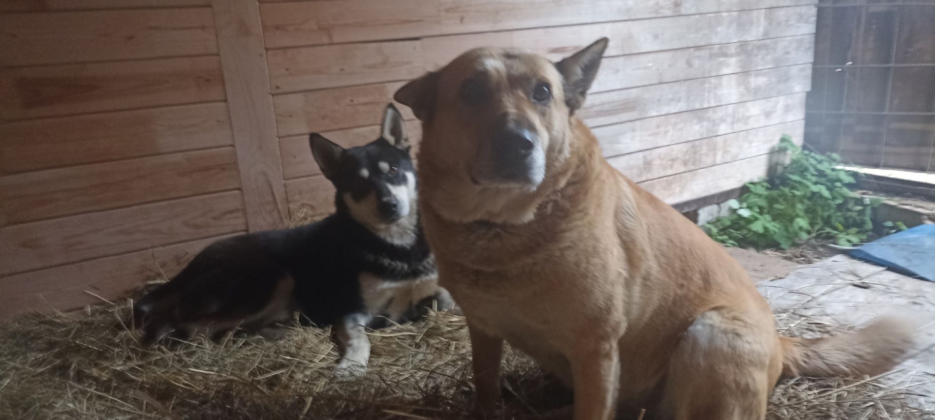 В Тверской области жестоко отравили собаку, которая никого не кусала