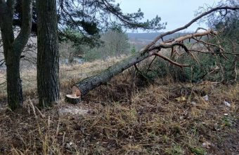 Заезжих гостей возмутили спиленные деревья в Тверской области деревья