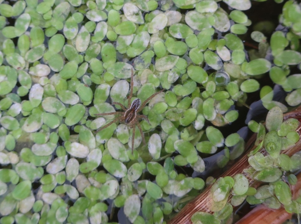 В Твери нашли незамерзающий "тропический" лес