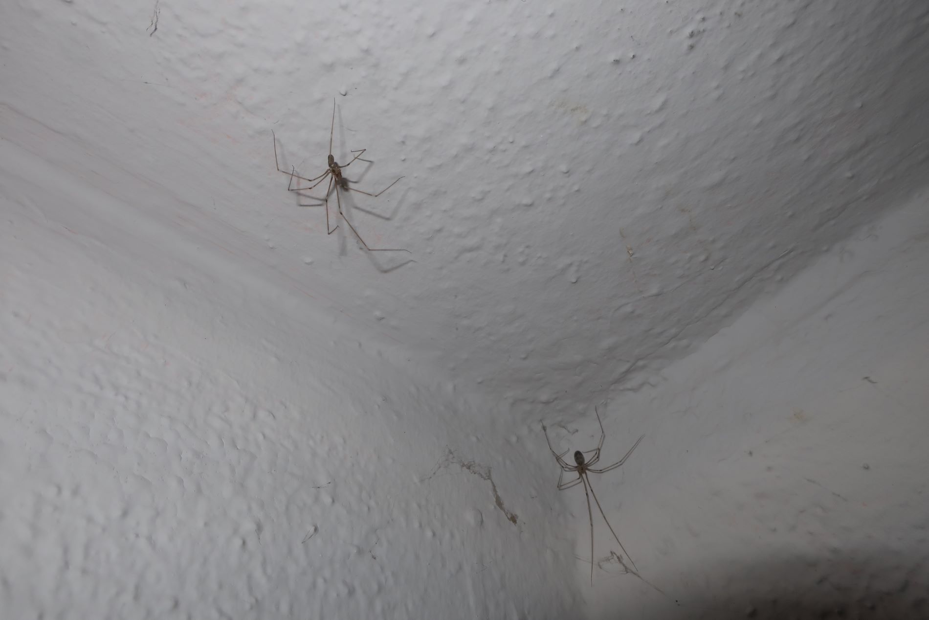 В Твери сфотографировали свадьбу пауков-фолькусов