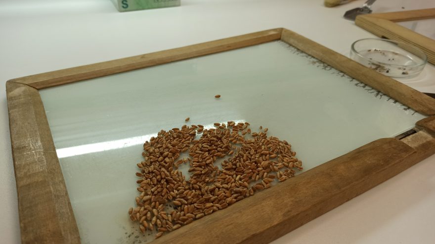 Специалисты Тверской испытательной лаборатории исследовали больше 187 тысяч тонн пшеницы нового урожая