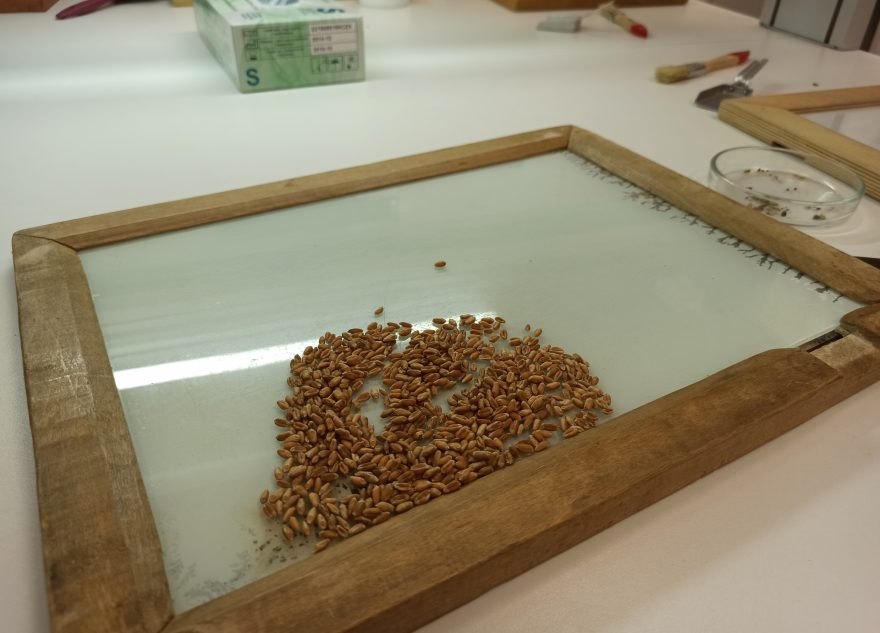 Специалисты Тверской испытательной лаборатории исследовали больше 187 тысяч тонн пшеницы нового урожая