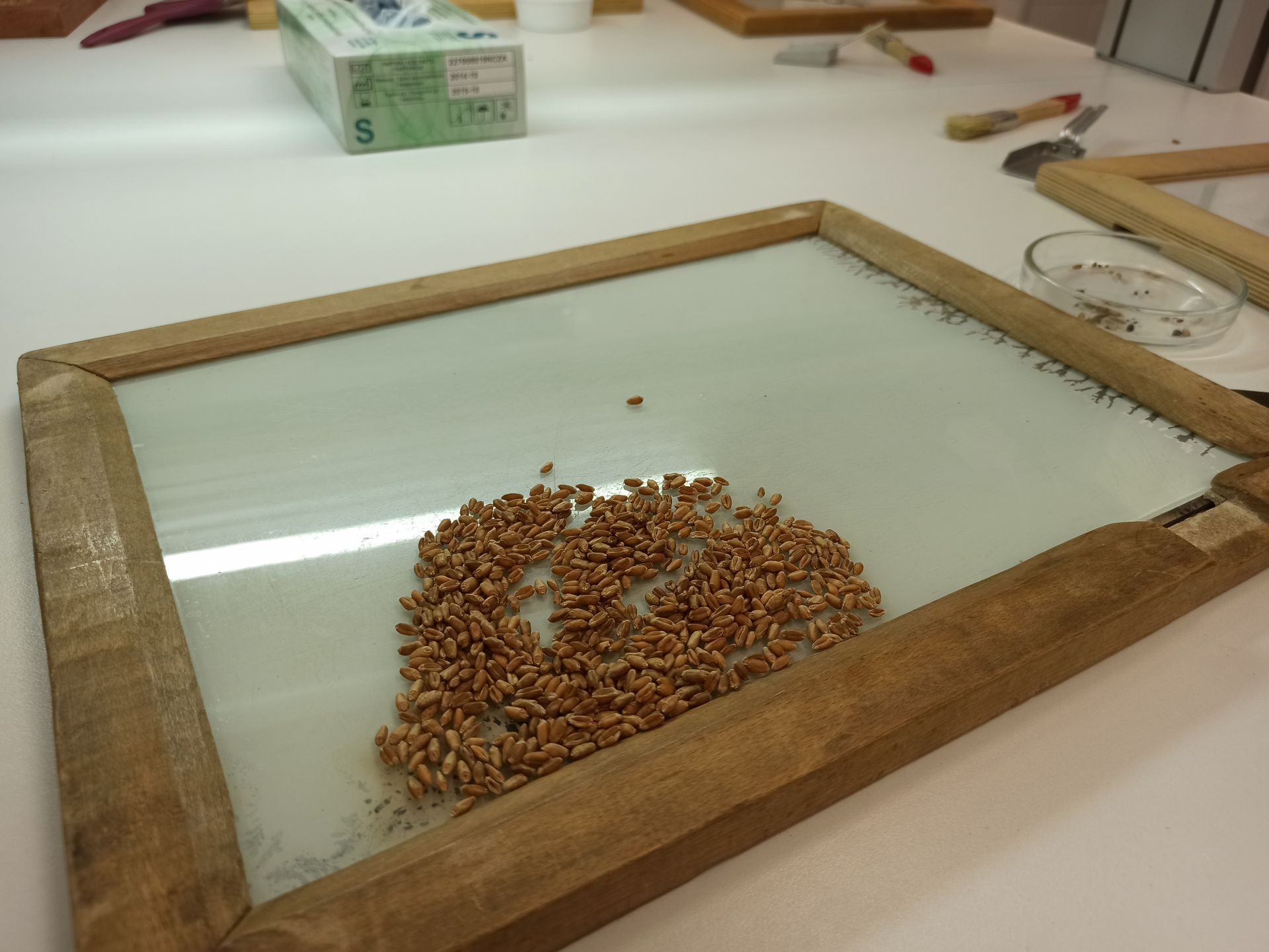 Специалисты Тверской испытательной лаборатории исследовали больше 187 тысяч тонн пшеницы нового урожая