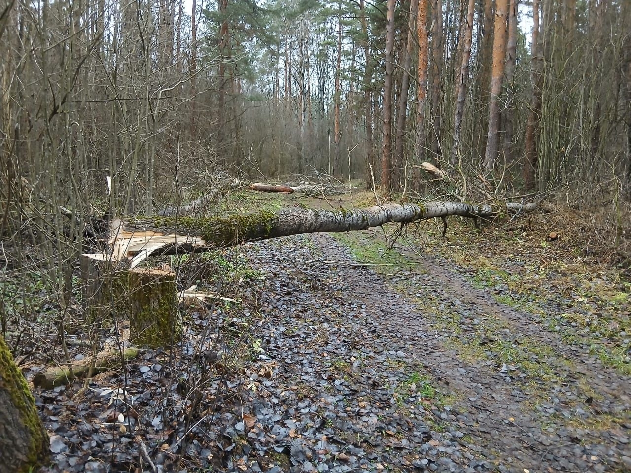 Заезжих гостей возмутили спиленные деревья в Тверской области
