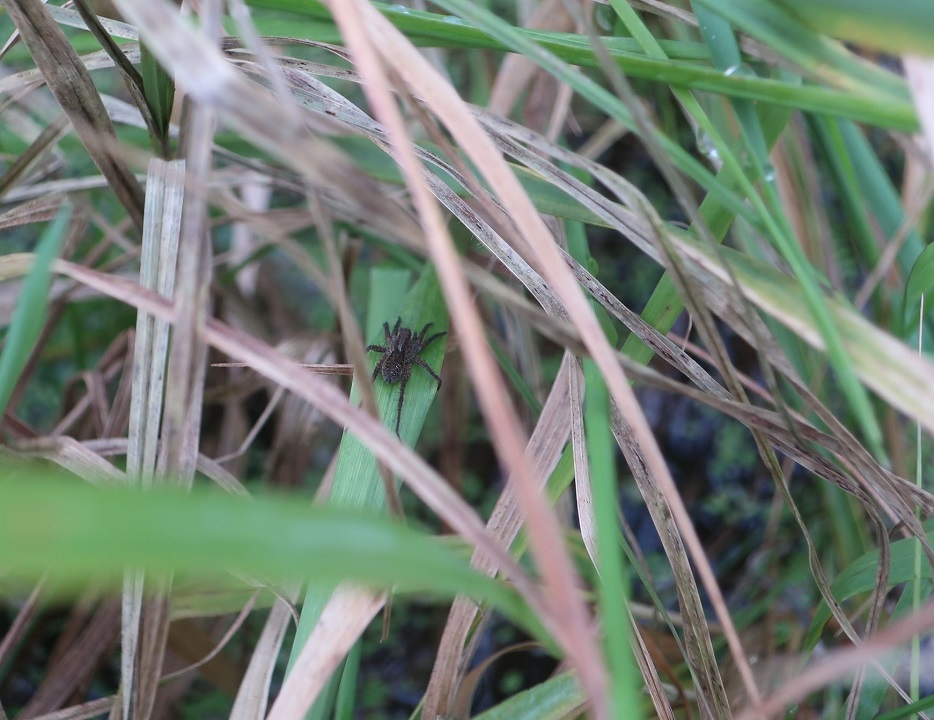 В Твери нашли незамерзающий "тропический" лес