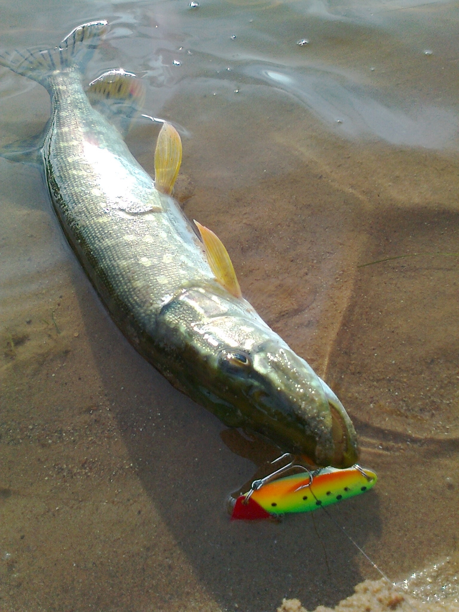 Рыбаки Тверской области закрывают сезон большими щуками