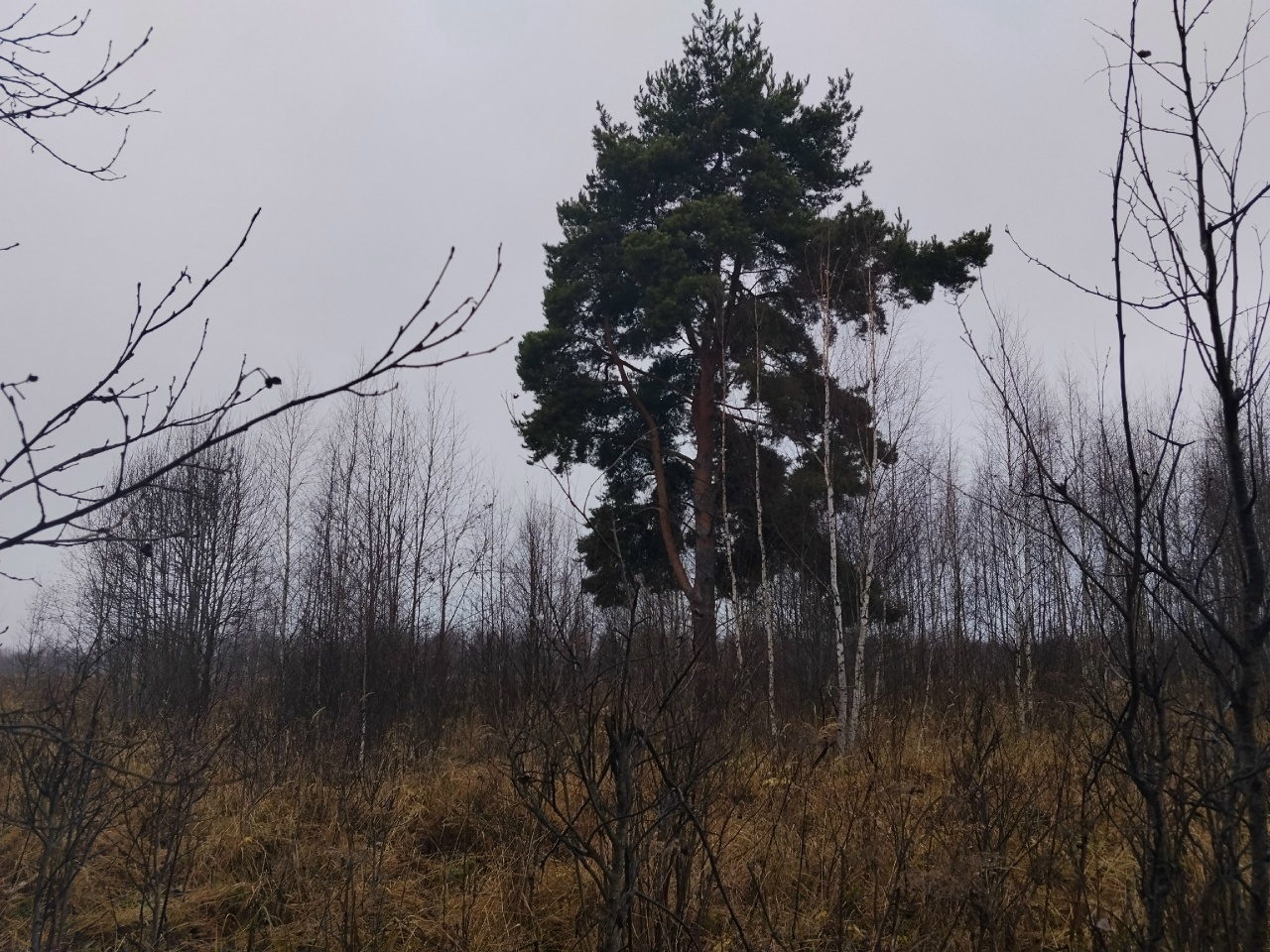 В Тверской области продолжают искать женщину, пропавшую весной