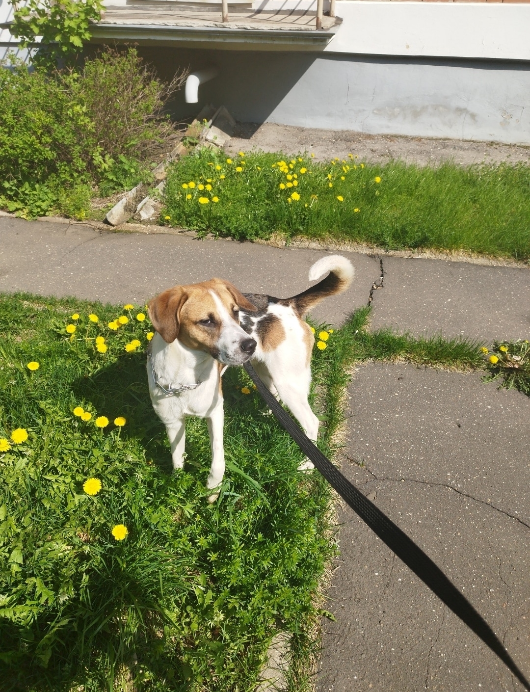 Жительница Тверской области срочно ищет дом для своей собаки