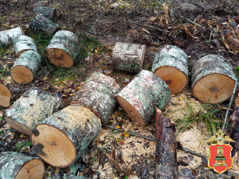 В Тверской области полицейские разыскали "чёрного лесоруба"
