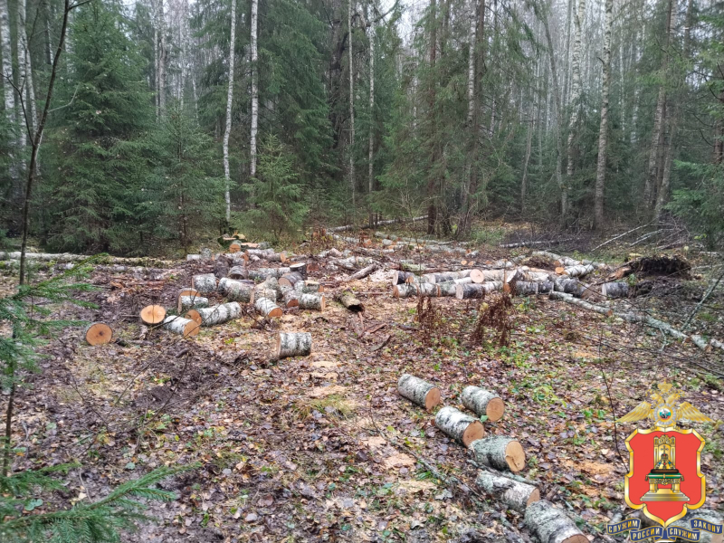В Тверской области полицейские разыскали "чёрного лесоруба"