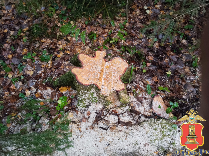 В Тверской области полицейские разыскали "чёрного лесоруба"