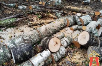 В Тверской области полицейские разыскали "чёрного лесоруба" В Тверской области полицейские разыскали "чёрного лесоруба"