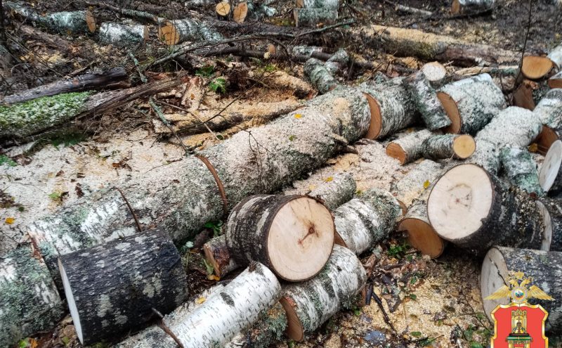 В Тверской области полицейские разыскали "чёрного лесоруба"