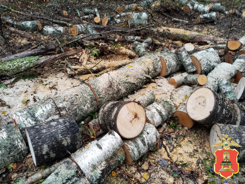 В Тверской области полицейские разыскали "чёрного лесоруба"
