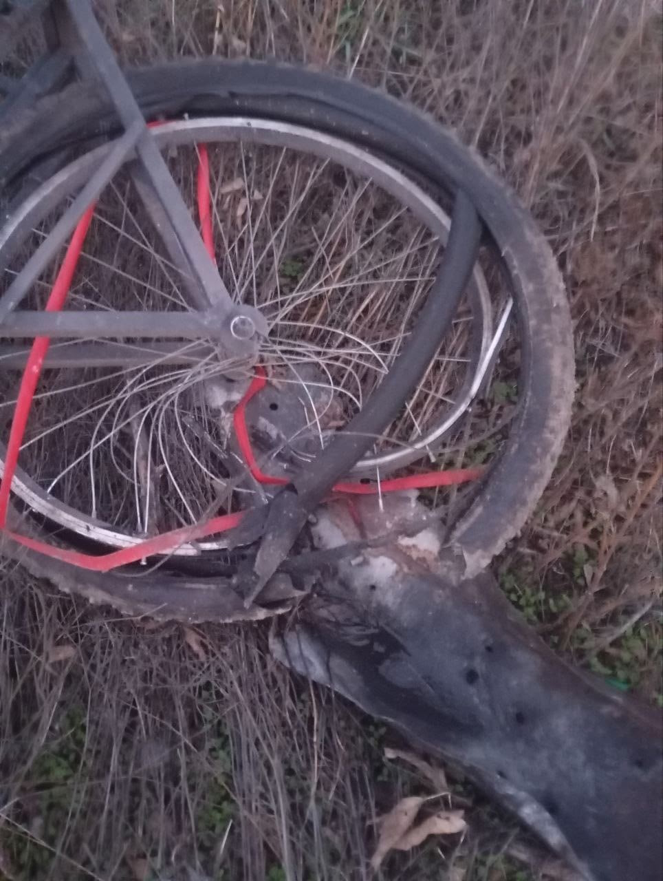 Академик РАН объяснил, у кого проблемы с психикой, у квадроберов или у их родителей