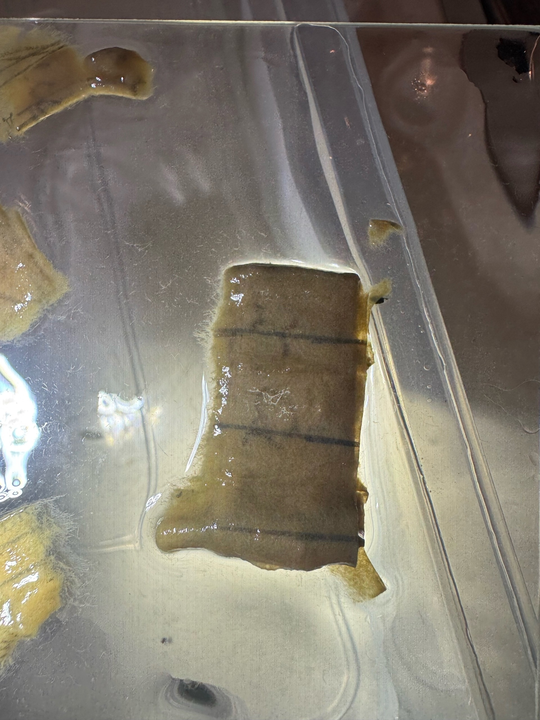 Поисковики рассказали о медальоне поднятого в Тверской области бойца