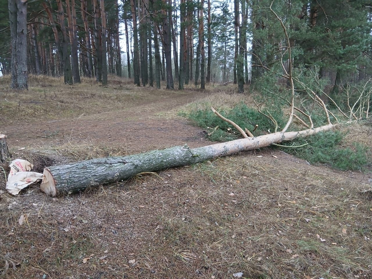 Заезжих гостей возмутили спиленные деревья в Тверской области