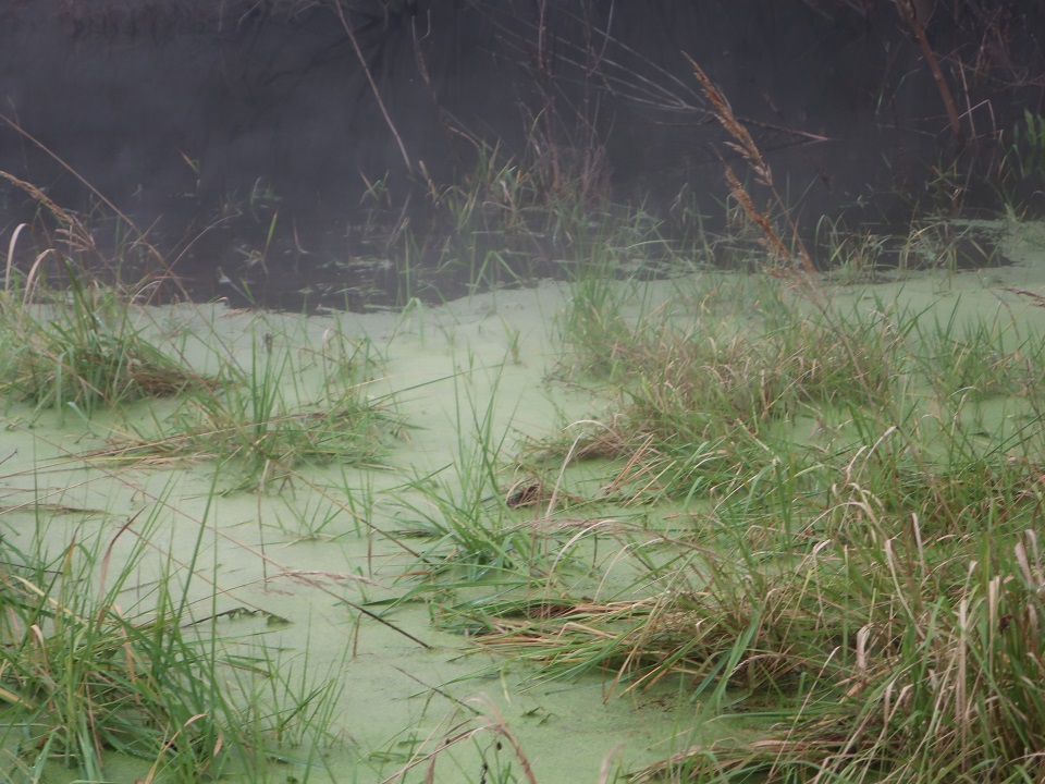 В Твери нашли незамерзающий "тропический" лес