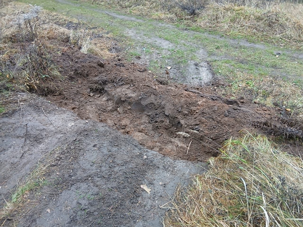 Заезжих гостей возмутили спиленные деревья в Тверской области