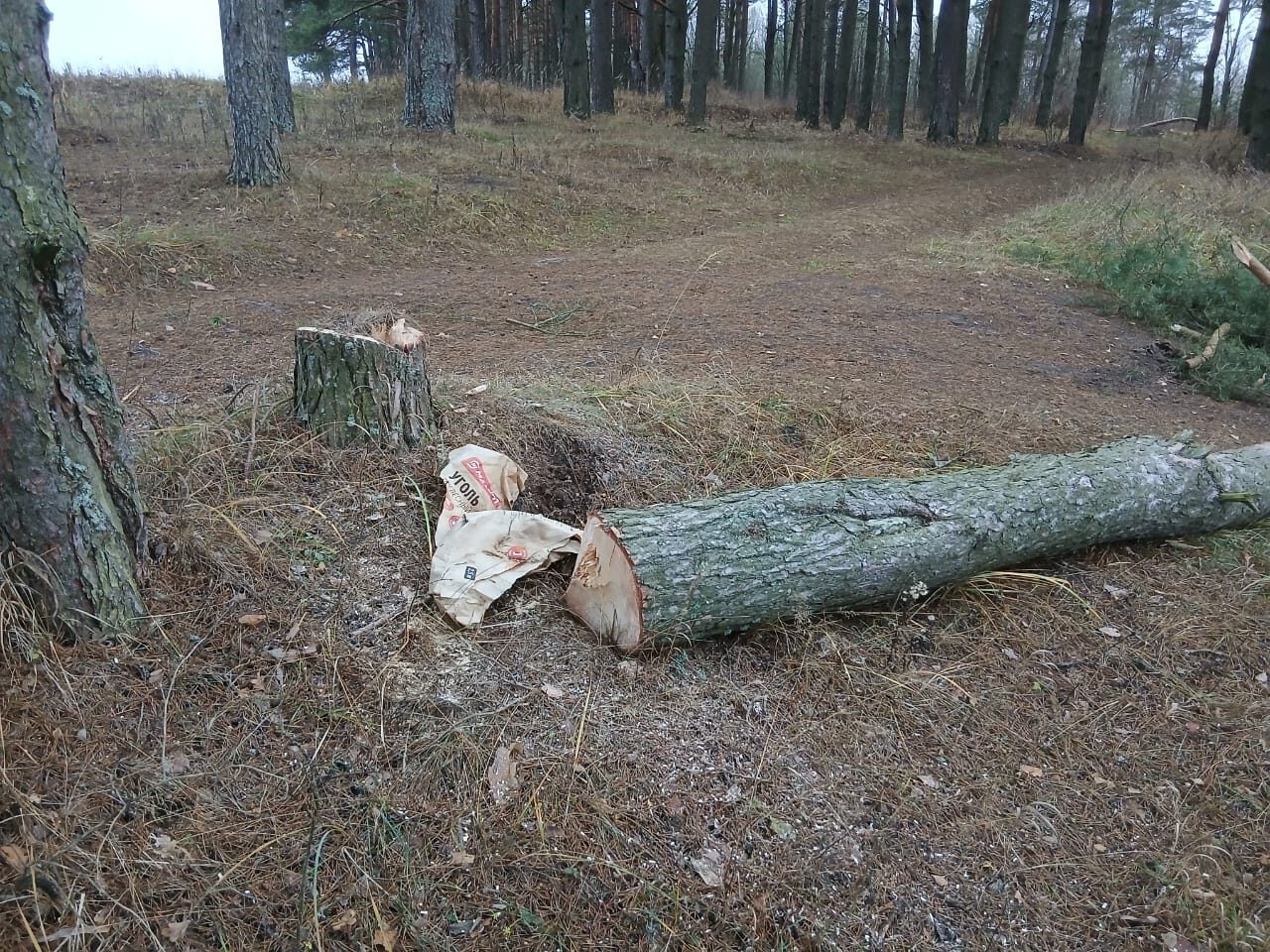 Заезжих гостей возмутили спиленные деревья в Тверской области