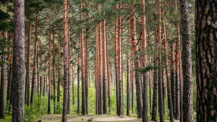 Жительнице Тверской области присвоили звание «Заслуженный лесовод РФ»