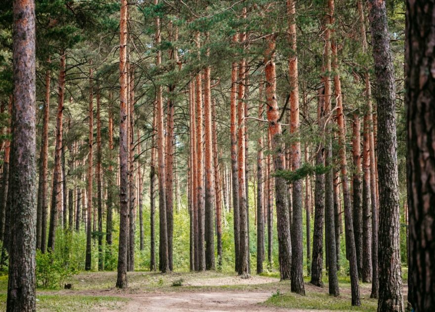 Жительнице Тверской области присвоили звание «Заслуженный лесовод РФ»