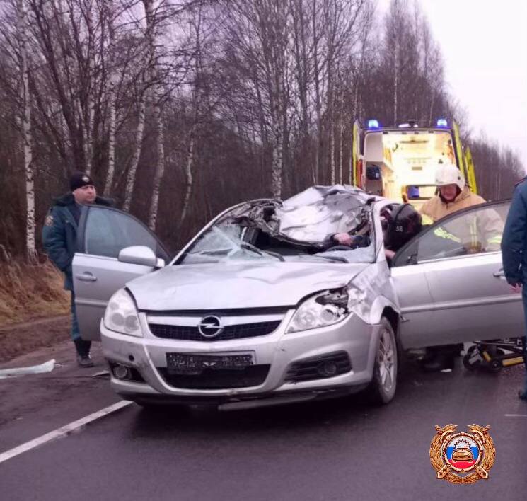 В Тверской области лось смял легковушку