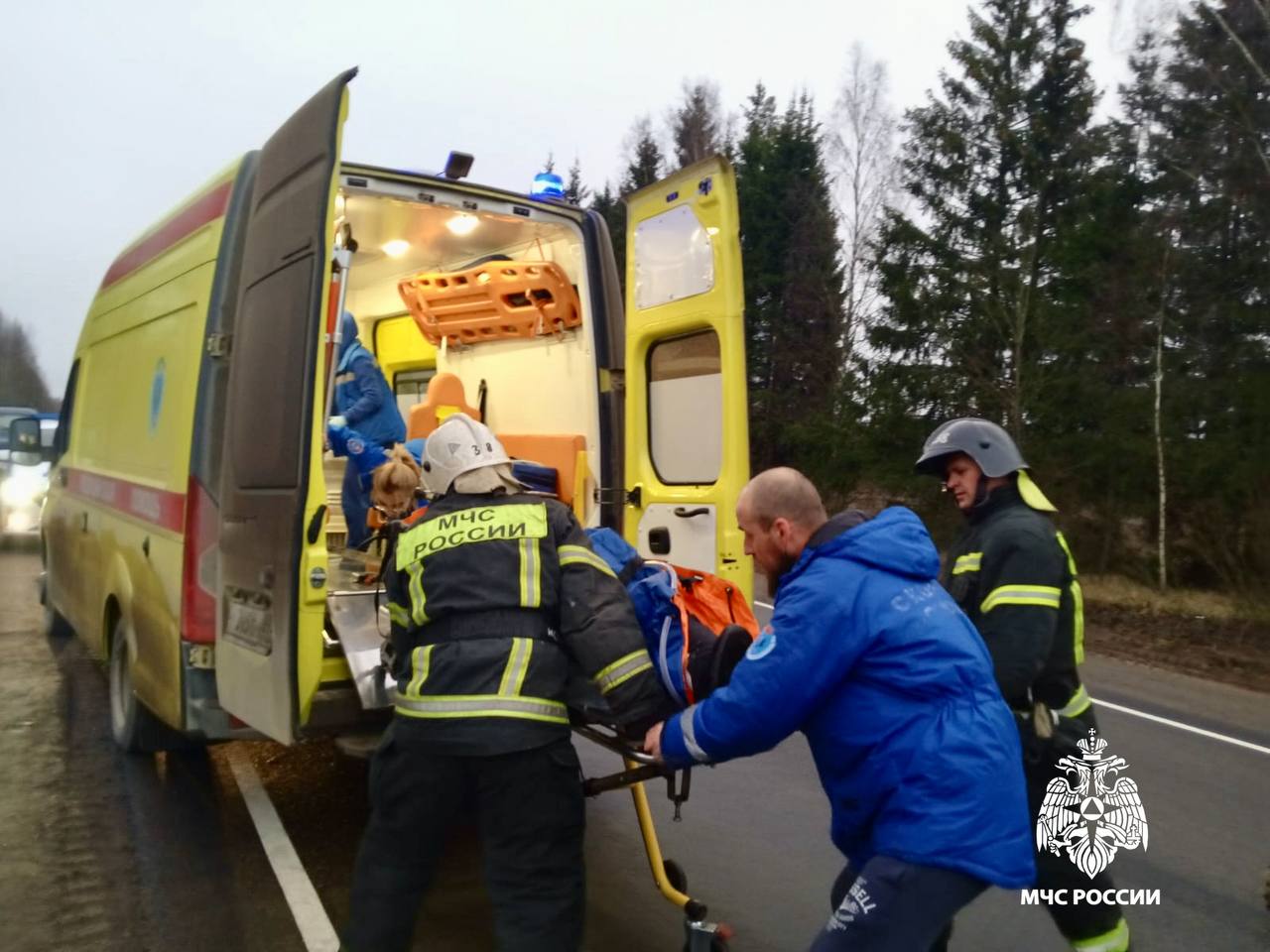 В Тверской области лось смял легковушку