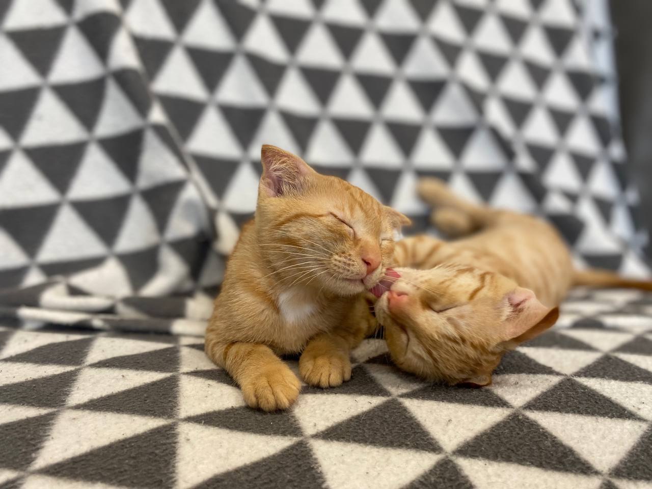 Что такое доброта: сотрудница тверской Госавтоинспекции спасает бездомных животных