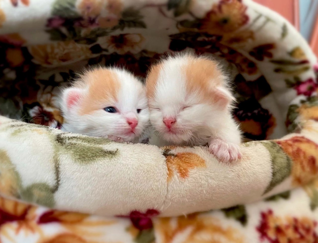 Что такое доброта: сотрудница тверской Госавтоинспекции спасает бездомных животных