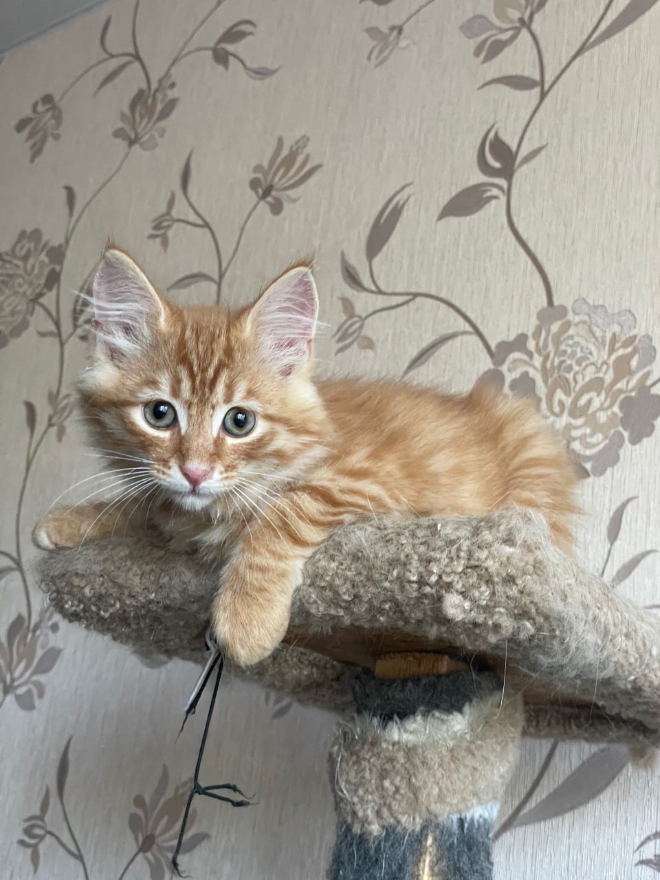 Что такое доброта: сотрудница тверской Госавтоинспекции спасает бездомных животных