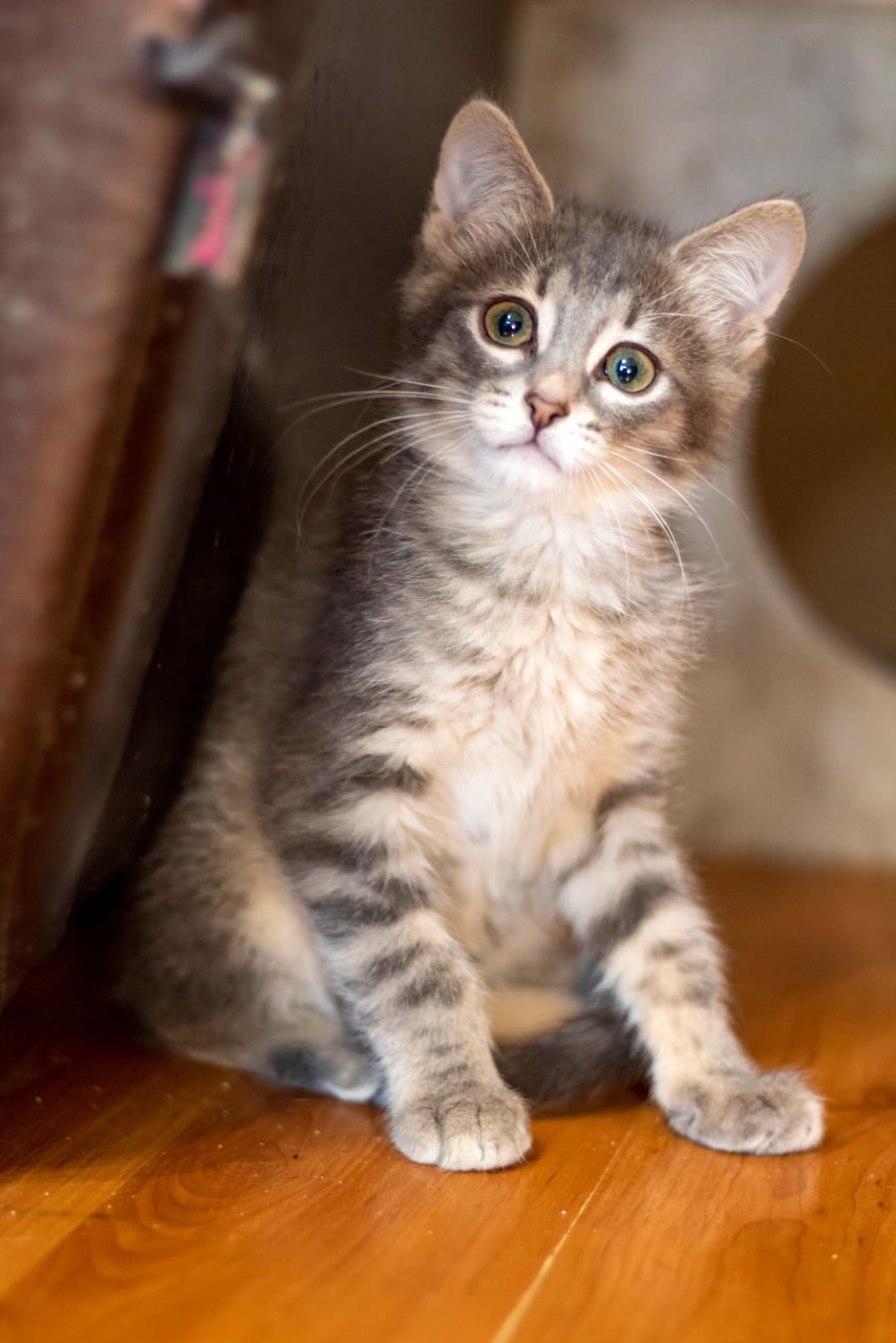 Что такое доброта: сотрудница тверской Госавтоинспекции спасает бездомных животных