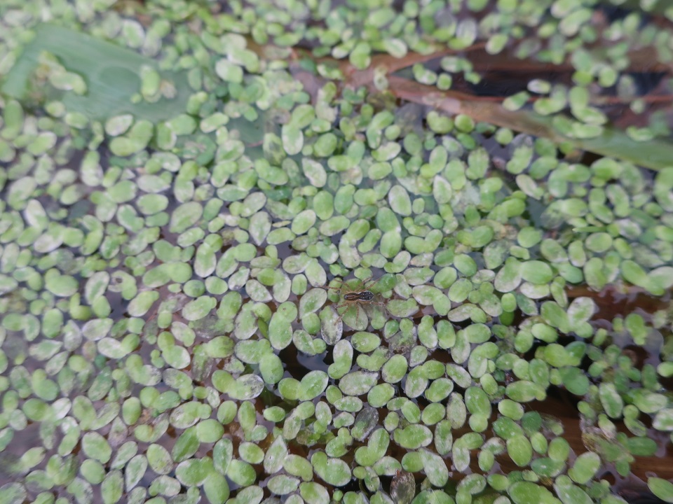 В Твери нашли незамерзающий "тропический" лес