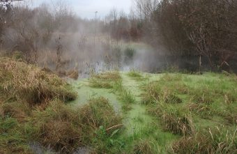 тропический лес