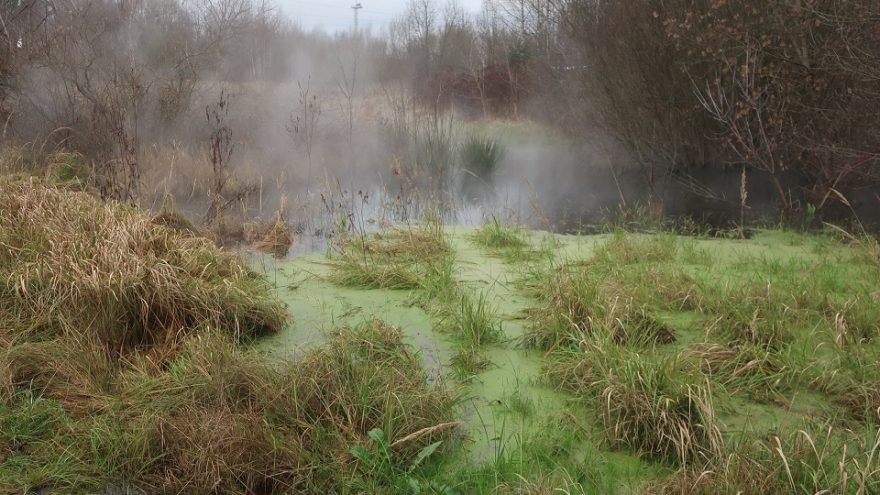 тропический лес