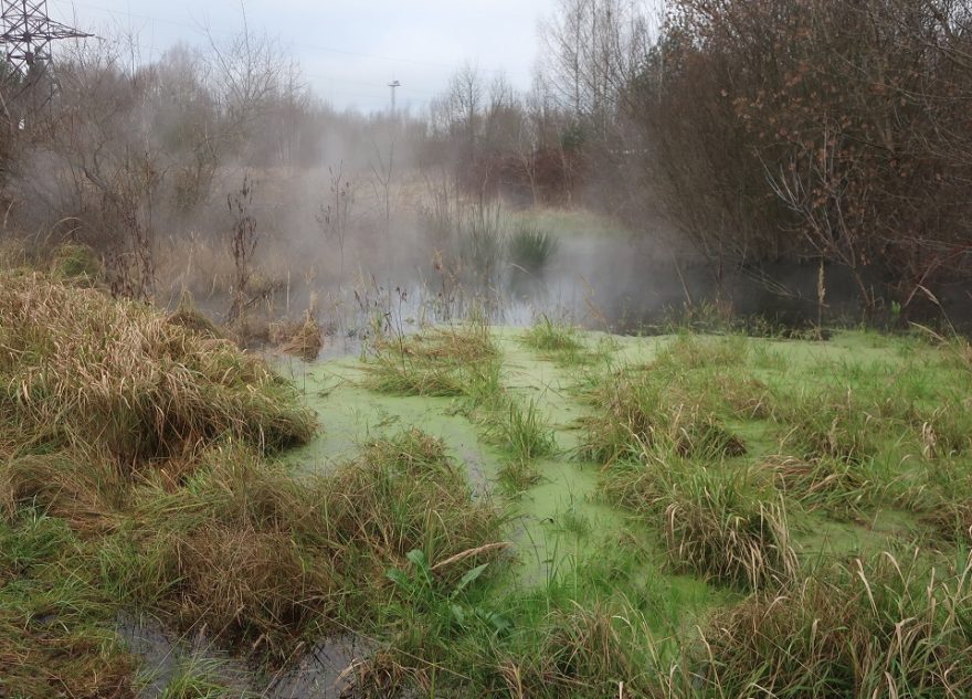 тропический лес