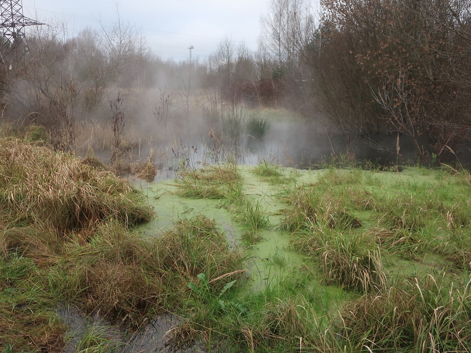 тропический лес
