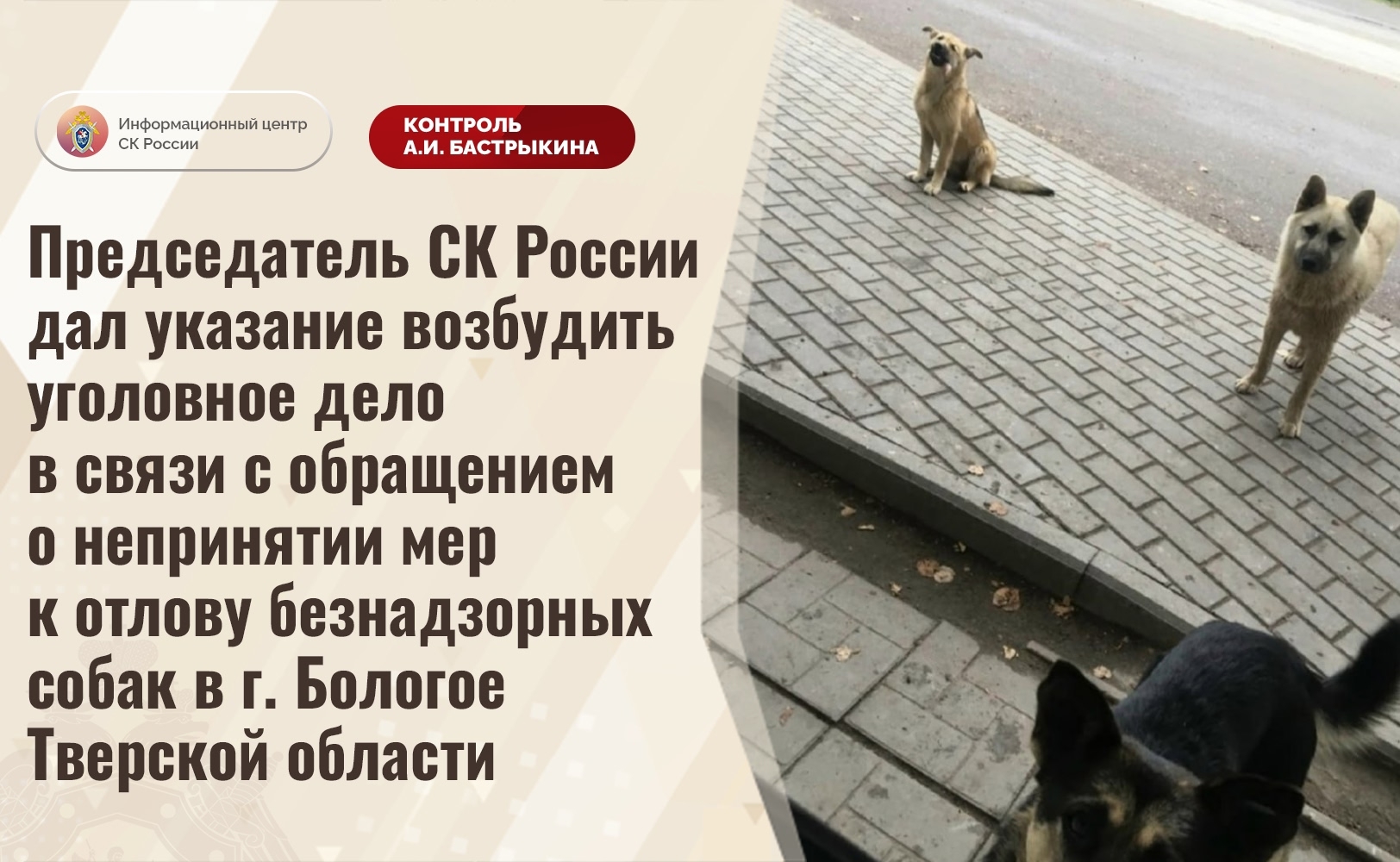 Больная собака продолжает кусать жителей Тверской области