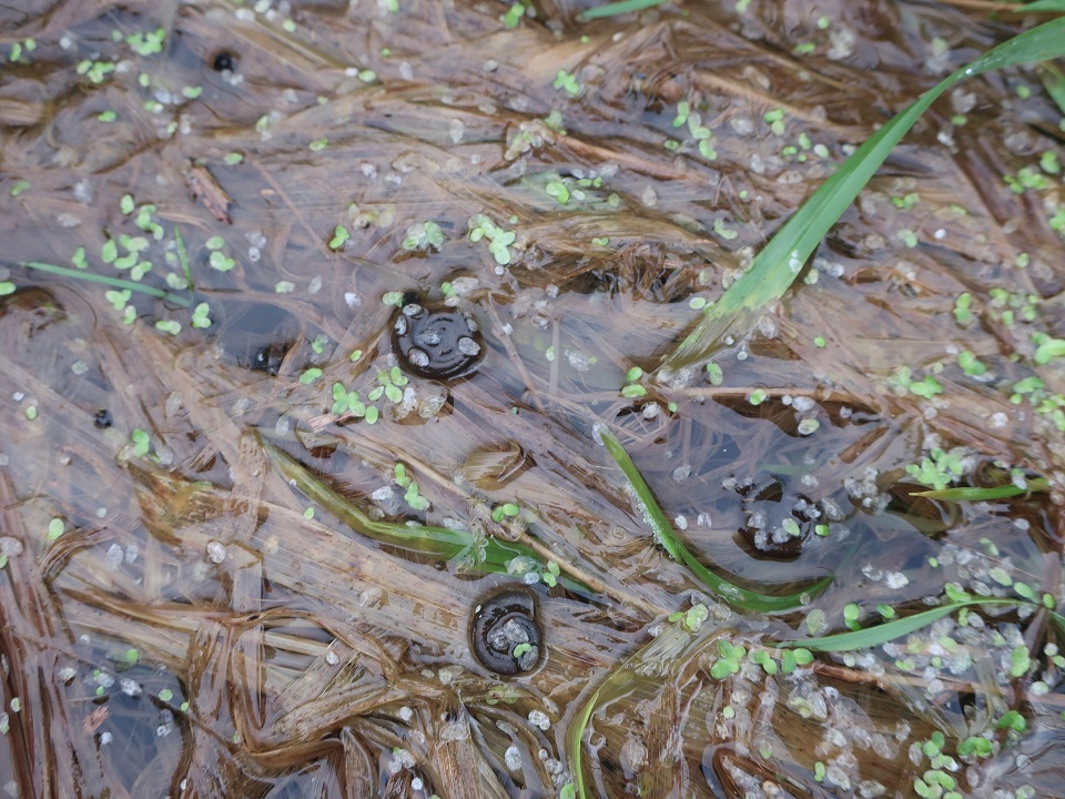 В Твери нашли незамерзающий "тропический" лес