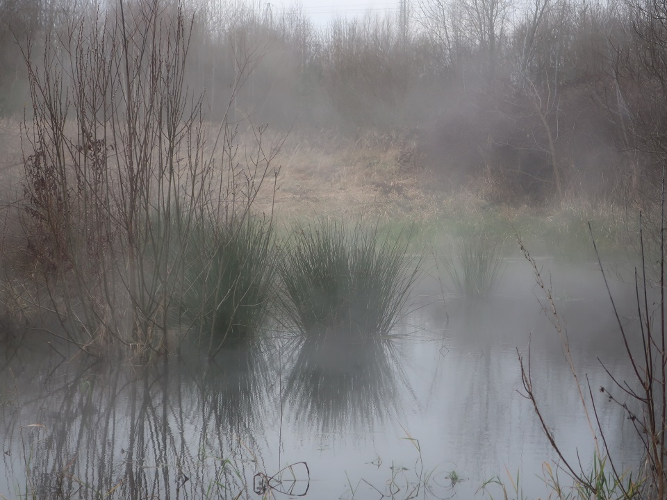 В Твери нашли незамерзающий "тропический" лес