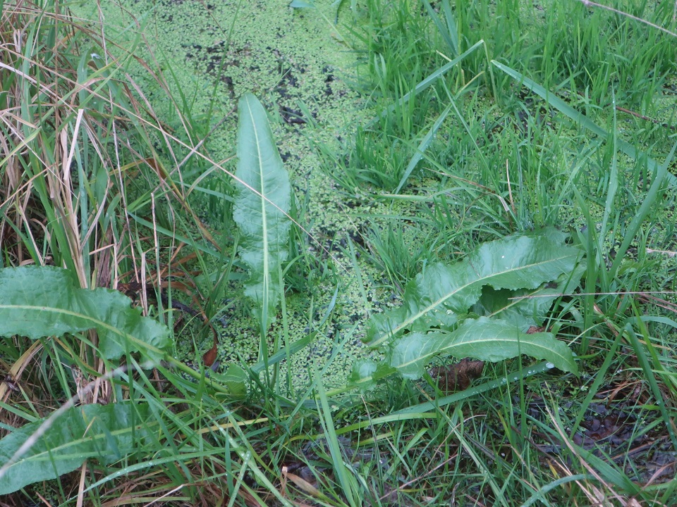 В Твери нашли незамерзающий "тропический" лес