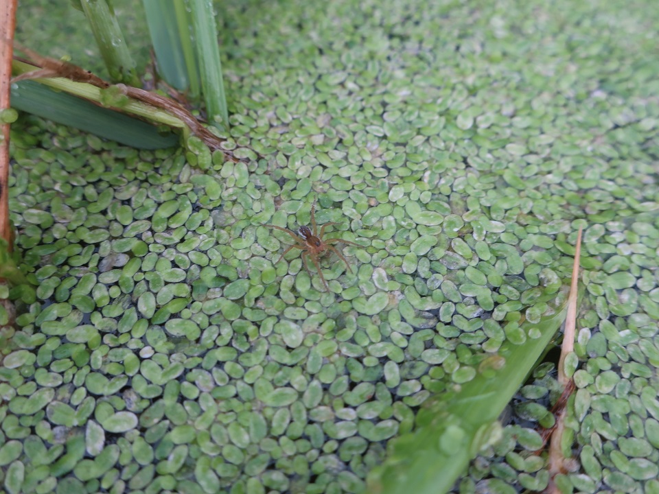В Твери нашли незамерзающий "тропический" лес