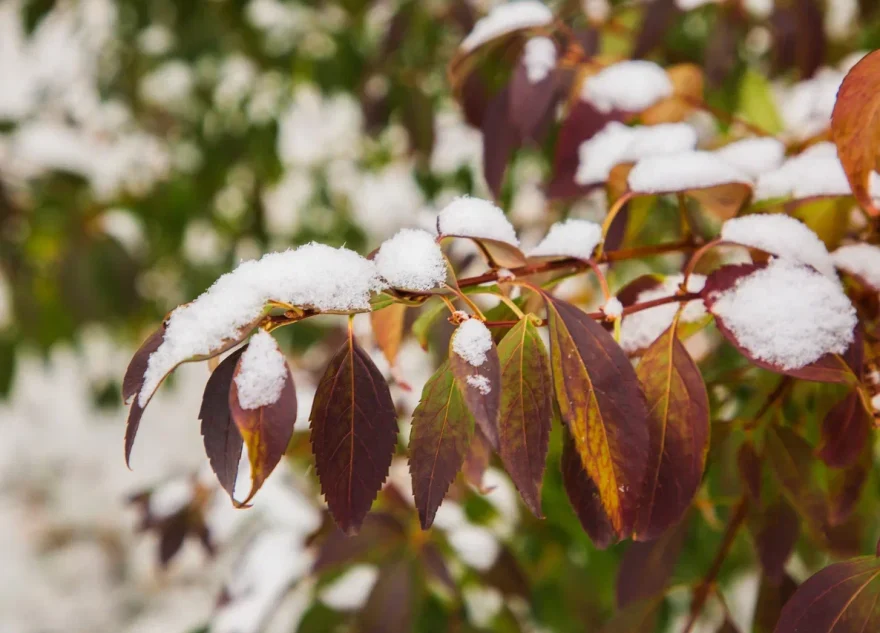 температура