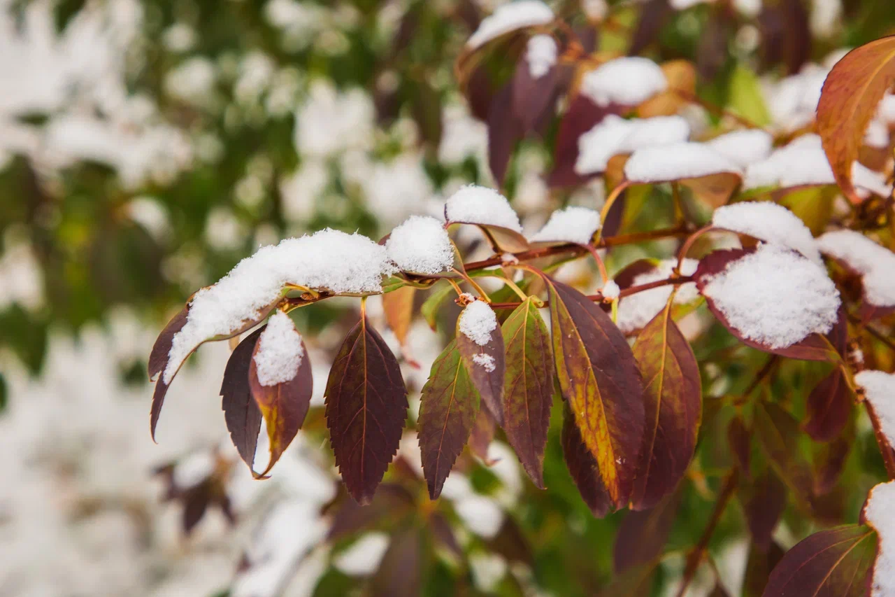 температура