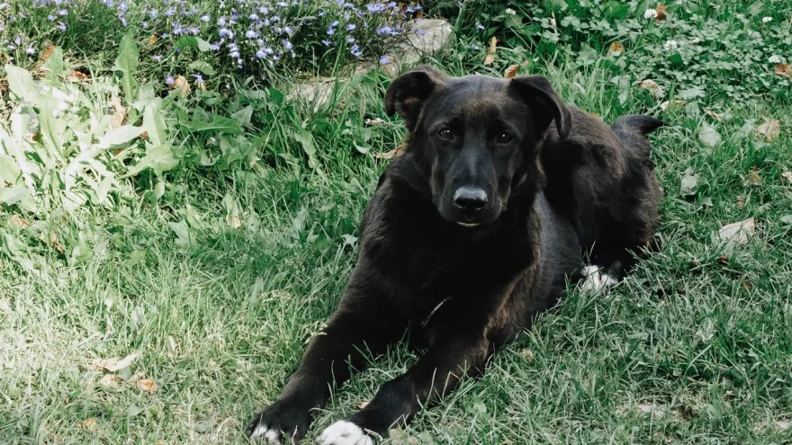 бешеная собака