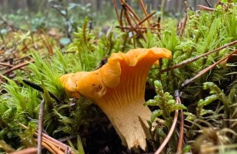 Жители Тверской области продолжают собирать маслята, лисички и белые лисички